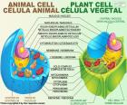Животные и растительные клетки